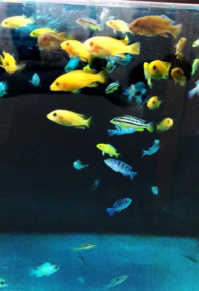 акваріумні рибки в ЗООмагазині АКВА