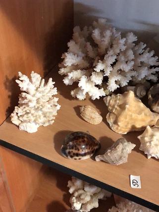 декоративні корали і мушлі для акваріума